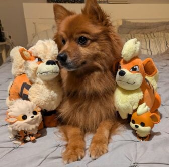 Nikky Armstrong Kotaku Pokemon 30th Article Photo